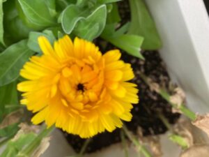 八重のキンセンカ