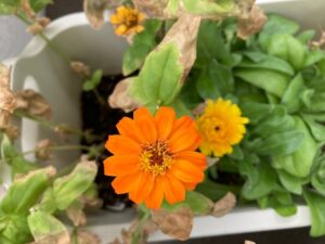 ジニアとキンセンカ